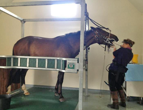 Equine Dentalcare Clinic